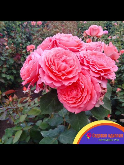 Институт Люмьер (Institut Lumiere)