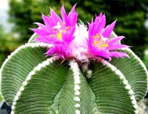Aztekium hintonii PP 222 - 5 семян