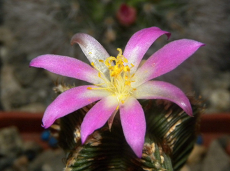 Aztekium valdezii (d=18)