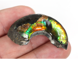 Аммолит, коллекционный образец, Канада (41*24*12 мм, 12 г) №36287