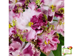 КО-Петушок Золотой Гребешок (О. Кособокова) 2016