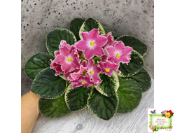 НД-Наталка-Полтавка (Н. Данилова-Суворова) 2018 г.