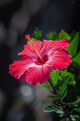 HIBISCUS PERFUME OIL (CND) / ГИБИСКУС ПАРФЮМЕРНЫЙ КОНЦЕНТРАТ