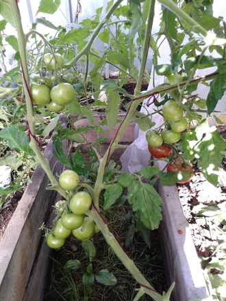 Семена томата Туман Сан-Франциско