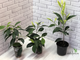Ficus Microcarpa (Retusa) Mutabilis / фикус ретуза мутабилис