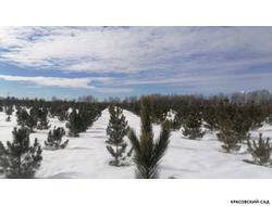 Кедр - фото в питомнике 10 - красовский-сад.рф