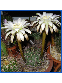 Echinopsis leucantha