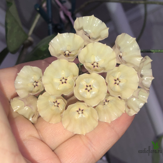 Hoya Cystiantha splash