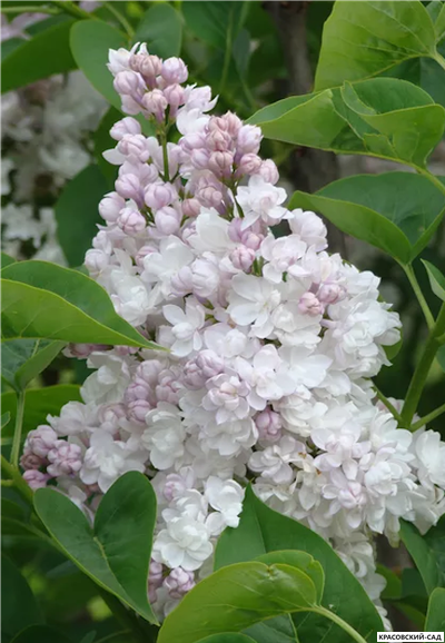 Сирень обыкновенная Красавица Москвы