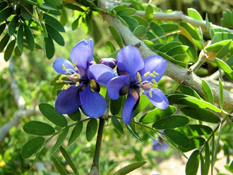 Гваяковое дерево (Bulnesia sarmientoi)  - 100% натуральное эфирное масло