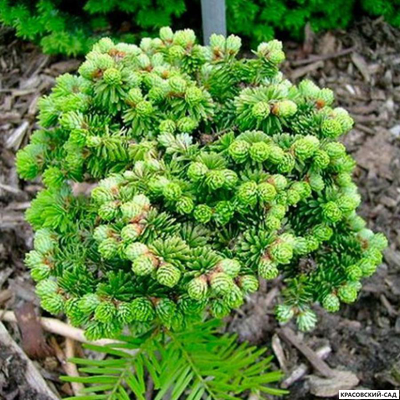Пихта бальзамическая Киви - Abies Balsamea Kiwi