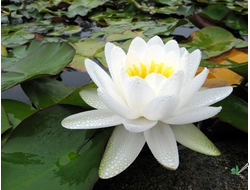 Нимфея Марлиаса Альбида