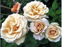 Хоней Дижон (Honey Dijon,  Шторм), грандифлора, Sproul