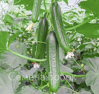 Огурец Тести Грин F1, 5 шт