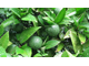 Мандарин зеленый (Citrus reticulata) Грузия, 5 мл - 100% натуральное эфирное масло
