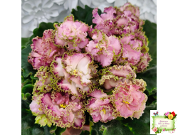 ЛЕ-Медуница (Е. Лебецкая) 2020 г.