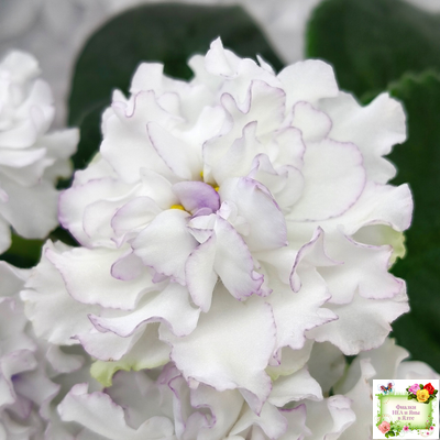 РМ-Прекрасный Жемчуг (Н. Скорнякова) 2022 г.