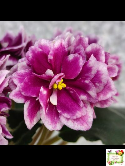 АВ-Последняя Любовь Самурая (Фиалковод) 2021 г.