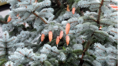 Ель колючая  Хупси (Picea pungens Hoopsii), 1,5 л