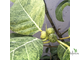 Ficus septica "gold splash" / фикус септика голд сплеш