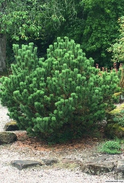 Сосна горная Мугус - Pinus mugo Mughus