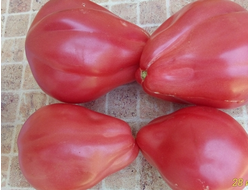 Томат Ребелпик (Rebelpik), Польша