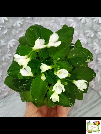 Н-Каламбур (Н. Бердикова) 2016 трейлер