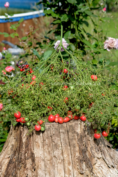 Томат Козула 14 Мегагрон, 10 шт