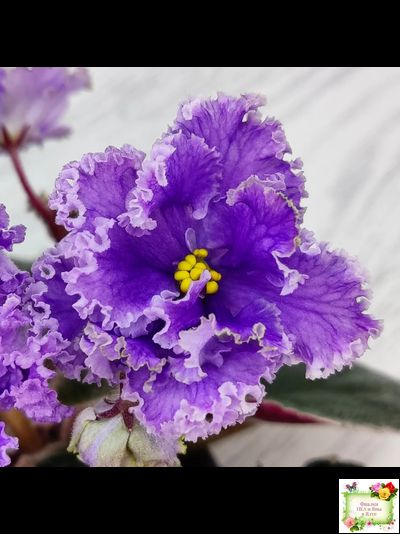 Н-Озёрный Край (Н. Бердникова) 2018