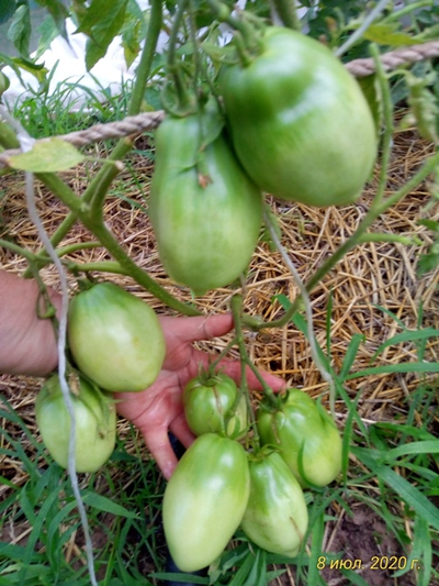 Томат Минусинские стаканы красные