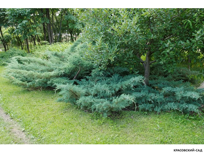 Можжевельник Пфитцериана Глаука - Pfitzeriana Glauca