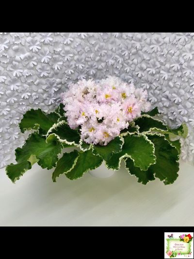 АВ-Богатая Невеста (Фиалковод) 2020 г.