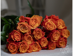 Роза Испания