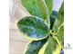 14/02/2025 hoya australis albomarginata ''blondi''