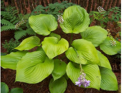 Хоста Sum and Substance, C2