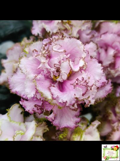 БР-Кудряшка (С. и Н. Буркацкие) 2021 г. (лист с деткой укоренённый)