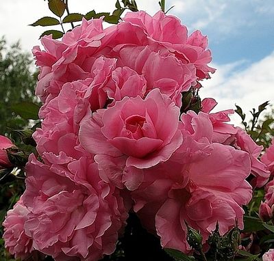 Роза Джон Дэвис (John Davis), ОКС, Бельгия