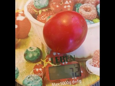 Томат Женечка