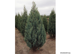 Можжевельник Блю Эрроу посадка - Купить - Красовский-Сад.рф
