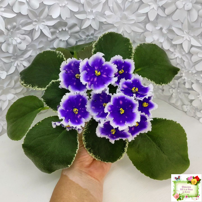 МТ-Магический Фонарик (М. Тотиева) 2023 г.