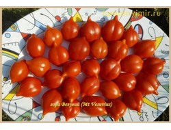 Томат Гора Везувий (Mt.Vesuvius, Mountain Vesuvius)