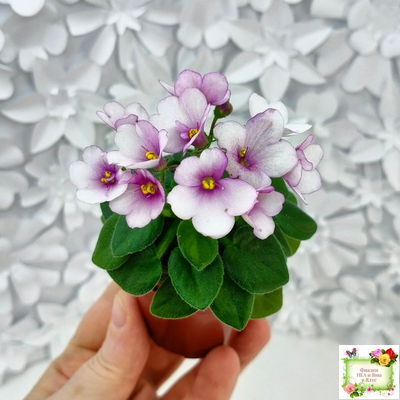 ЛЕ-Колибри (Е. Лебецкая) (3 листа посажены в 1 стак. 20.10.25)