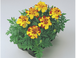 БАНАНЗА БОЛЕРО 6ШТ