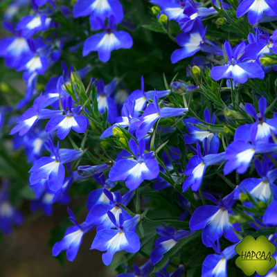 ЛОБЕЛИЯ 10 ШТ (ПЫШНОЦВЕТУЩАЯ, НЕПРИХОТЛИВАЯ)
