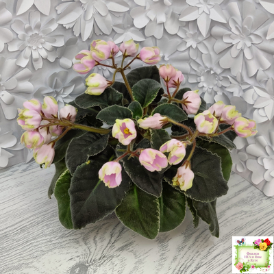 ЛЕ-Ландыши (Е. Лебецкая) 2020 г. (пестролистный лонг)