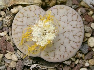 Lithops gracilidelineata (*streyi) C373 - 10 семян