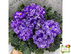 АВ-Озерная Фея (Фиалковод) 2017 г.