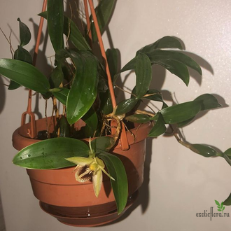 Coelogyne fimbriata