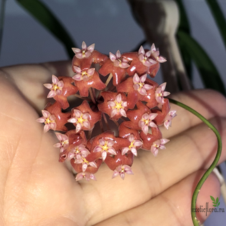 Hoya ilagiorum