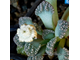 Titanopsis calcarea SB1311 Kimberley (MG-1870.3) - 5 семян